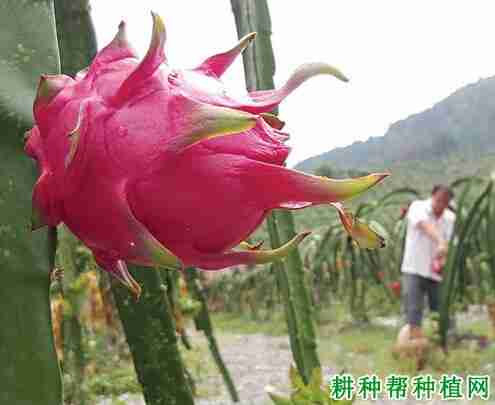 晶龙红梅莲瓣兰花(火龙晶水晶)